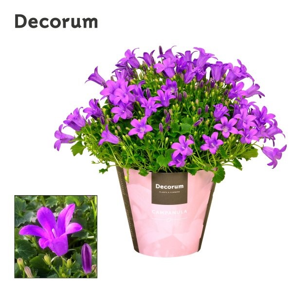Campanula Porto 17cm 11cm Pot