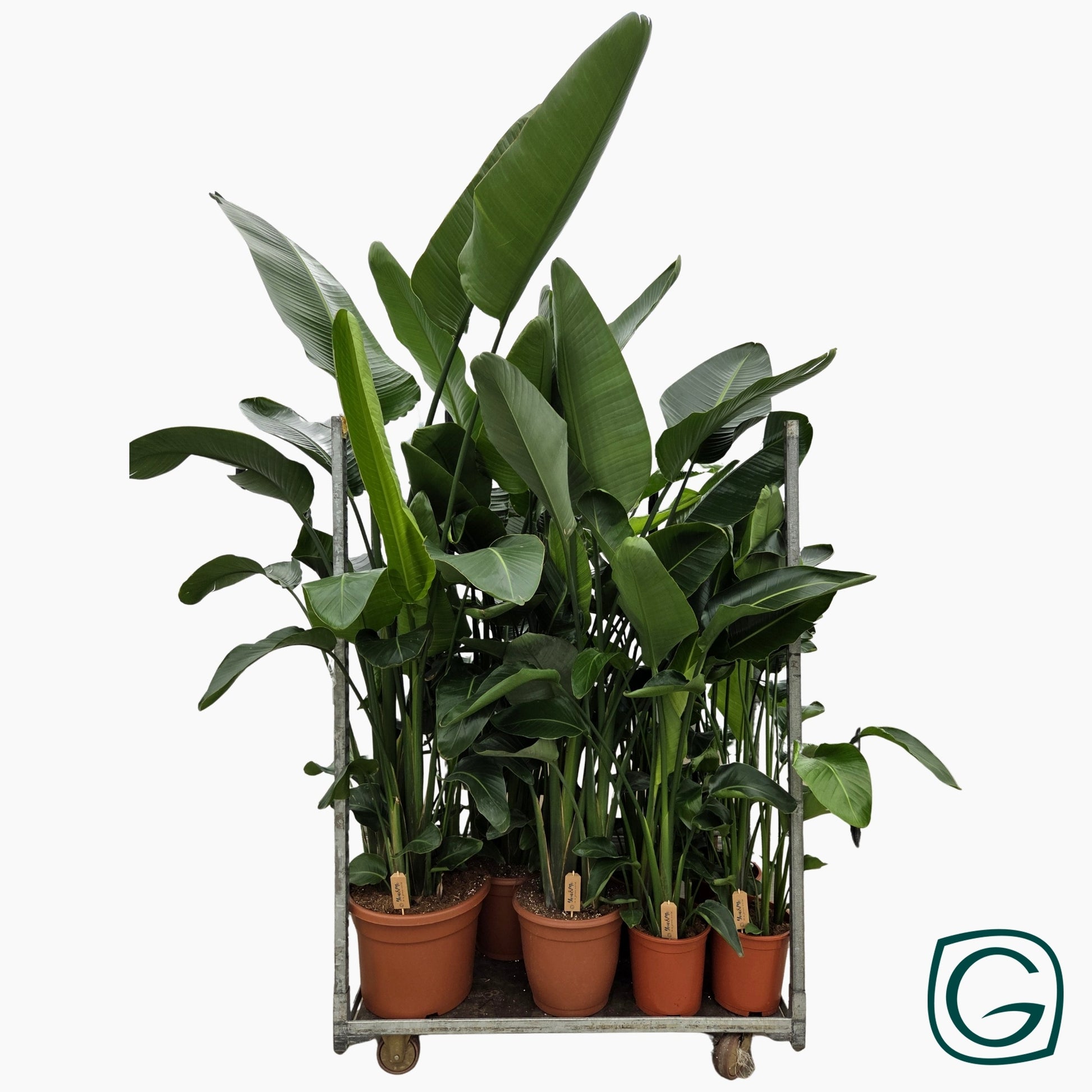 Strelitzia nicolai 200cm 36cm Pot