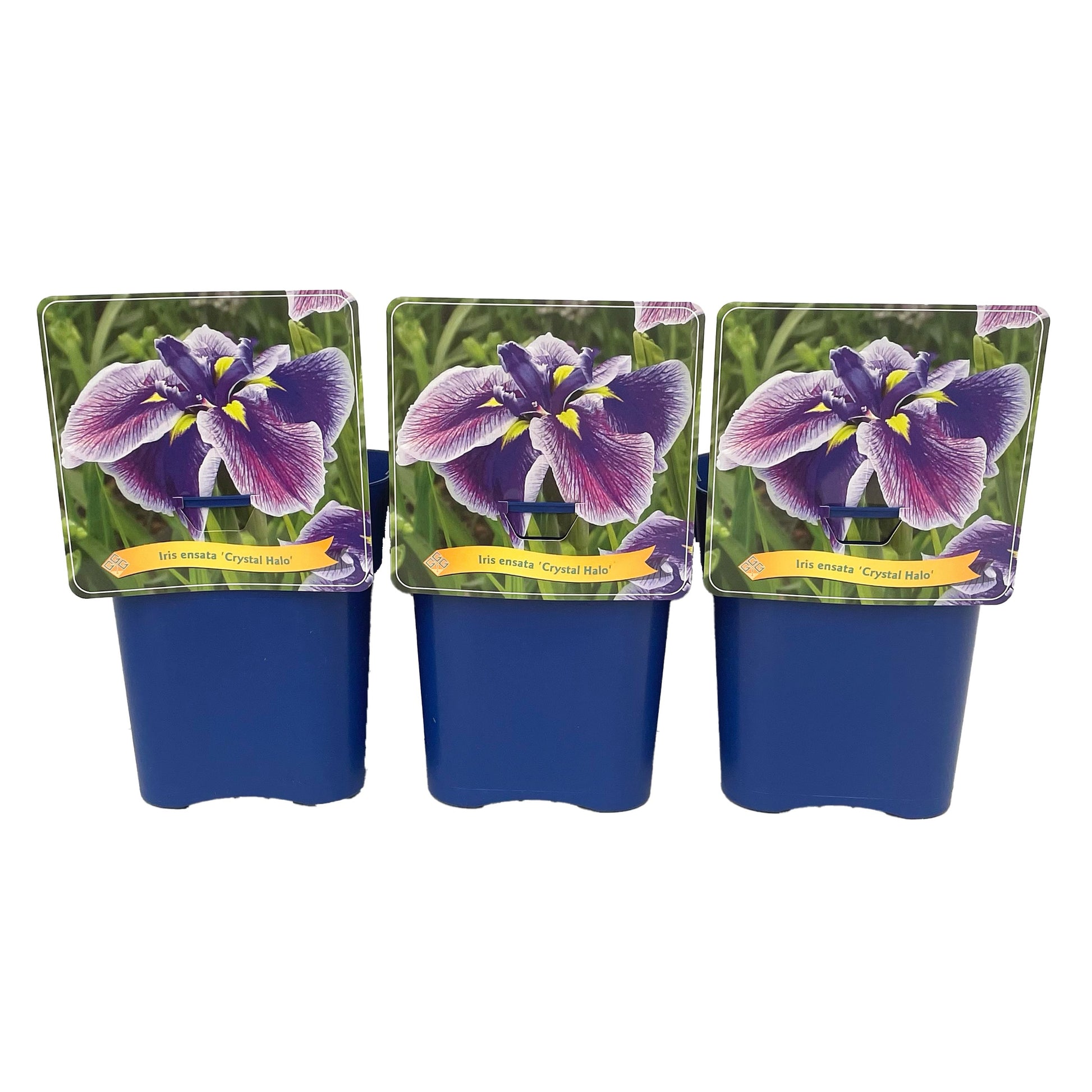 Iris Crystal Halo 35cm 21cm Pot