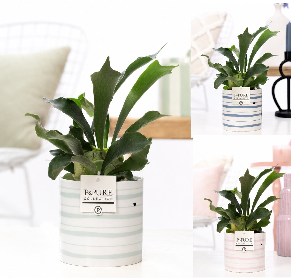 Platycerium bifurcatum 40cm 12cm Pot