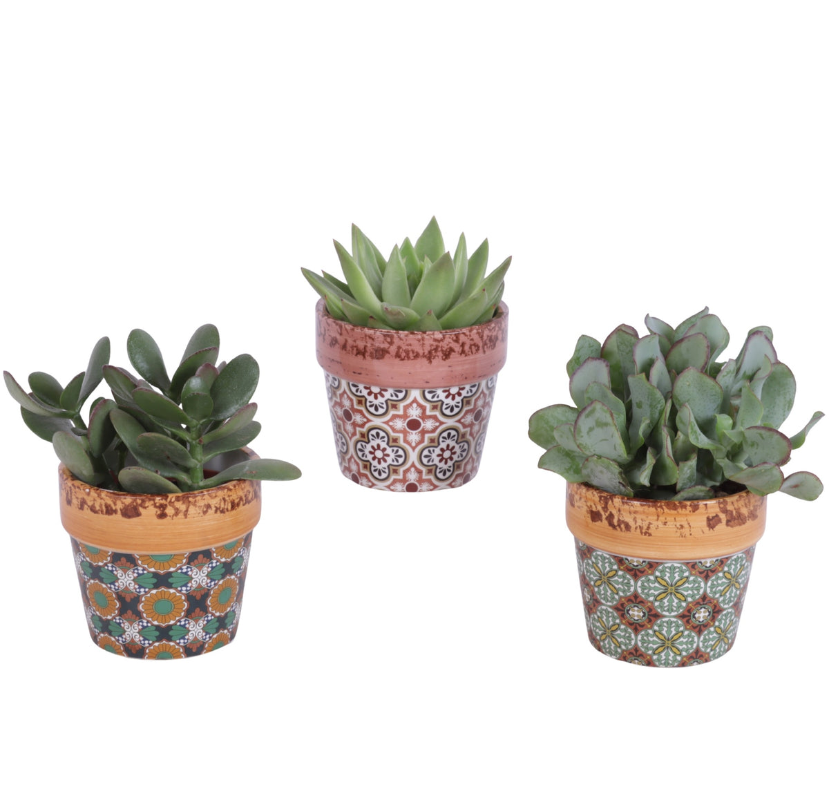 Succulent mix 20cm 10cm Pot