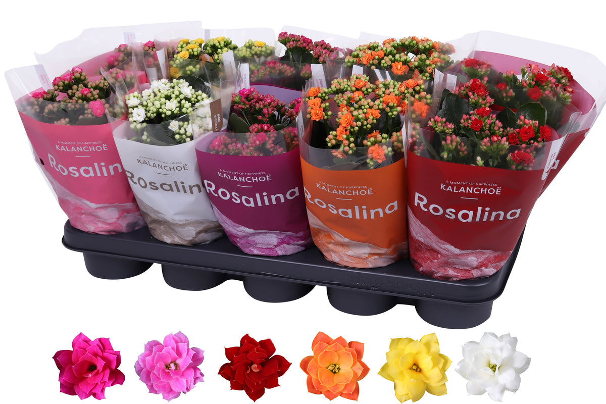 Kalanchoe Rosalina mix 27cm 12cm Pot
