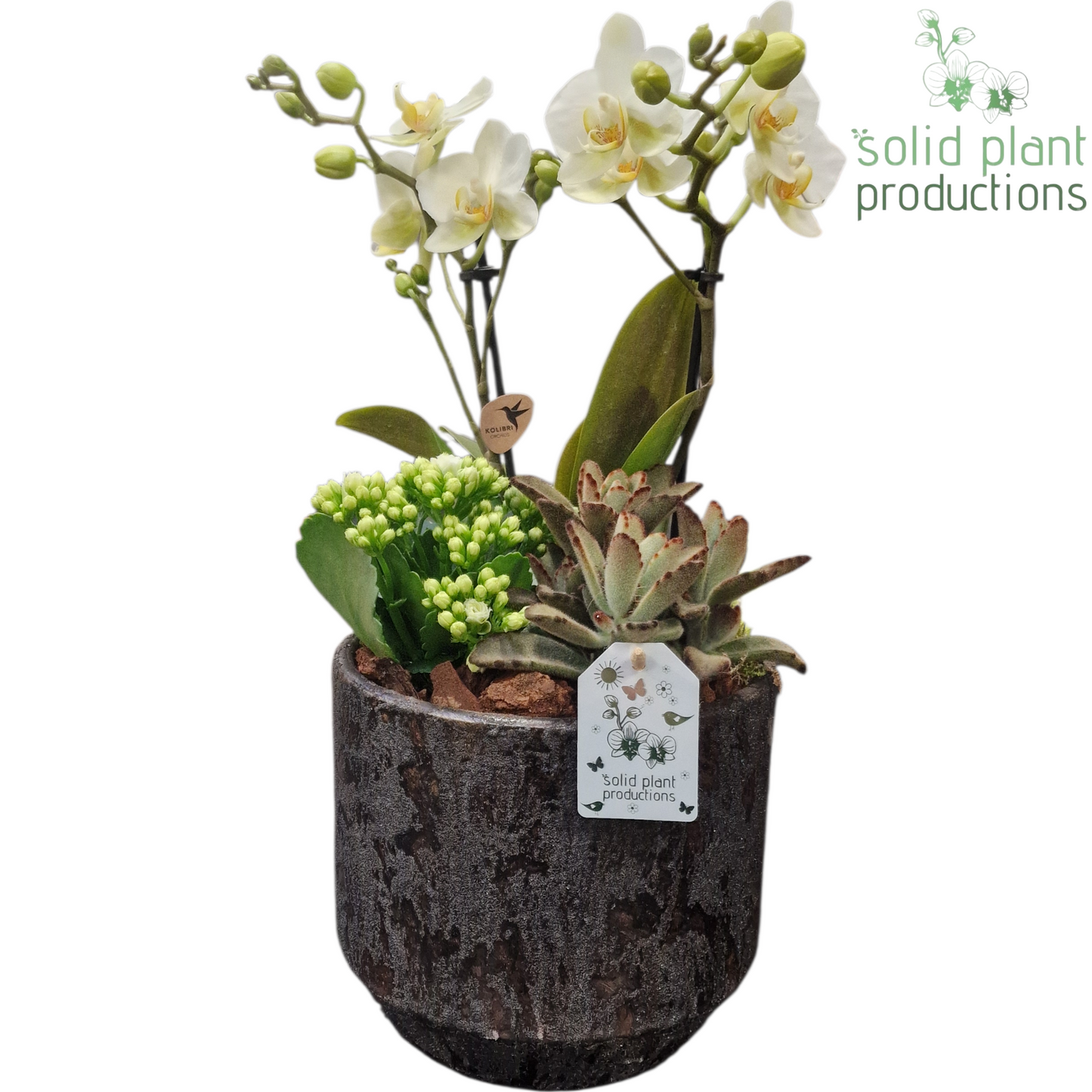PH221 Maria Silver Pot Phalaenopsis 45cm 19cm Pot