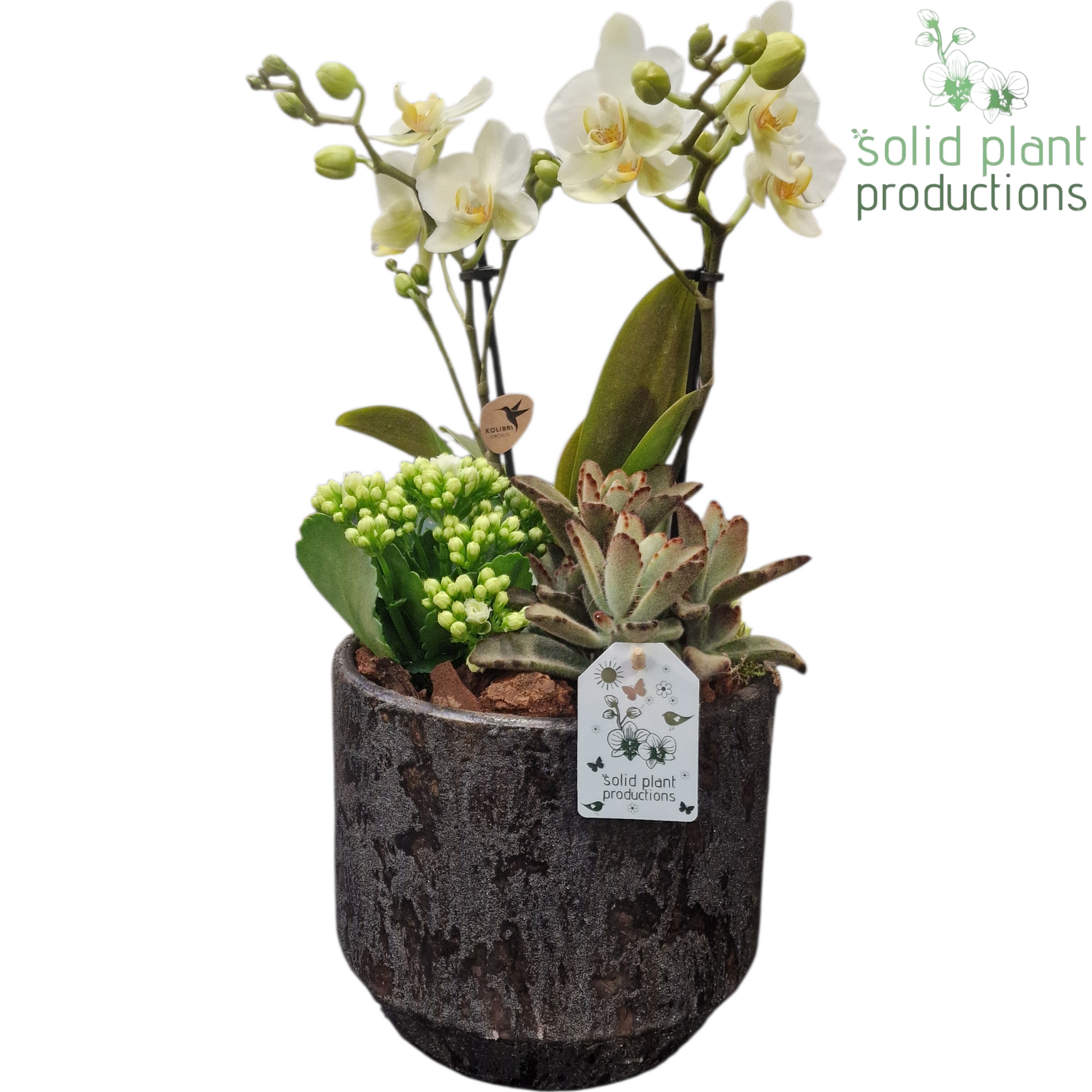 PH221 Maria Silver Pot Phalaenopsis 45cm 19cm Pot