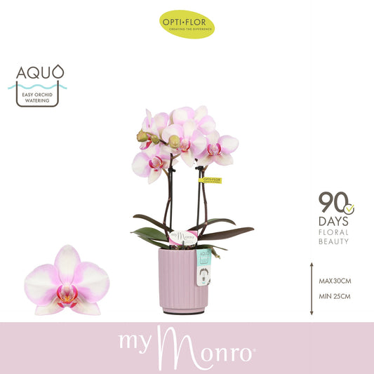 Phalaenopsis pink 25cm 7cm Pot