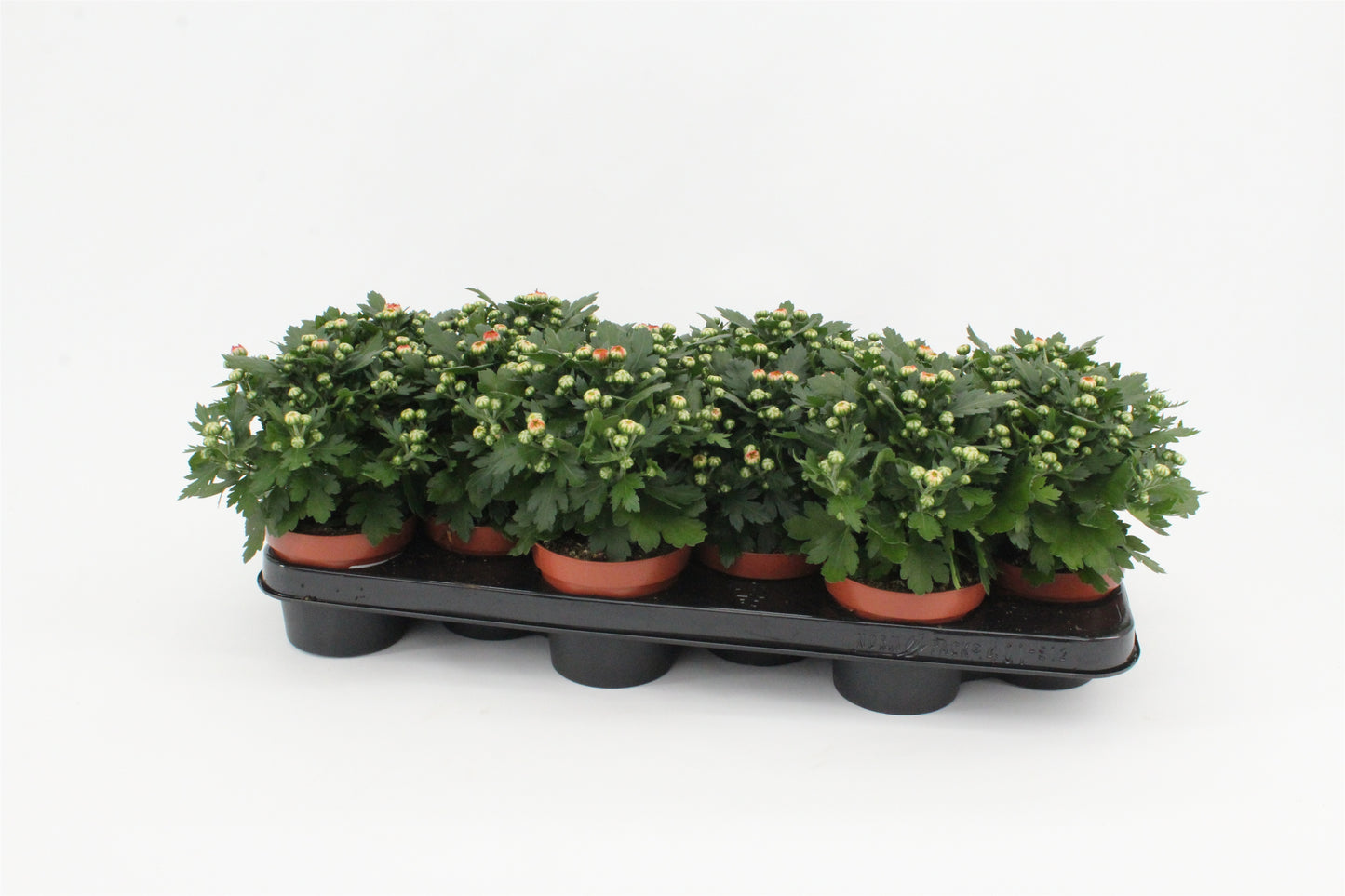 Chrysanthemum Gardenmum orange 15cm 510cm Pot
