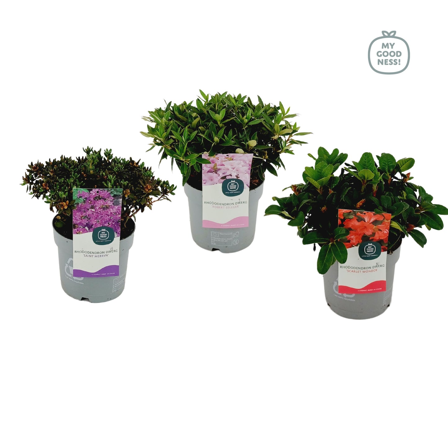 Rhododendron Dwarf varieties 35cm 15cm Pot
