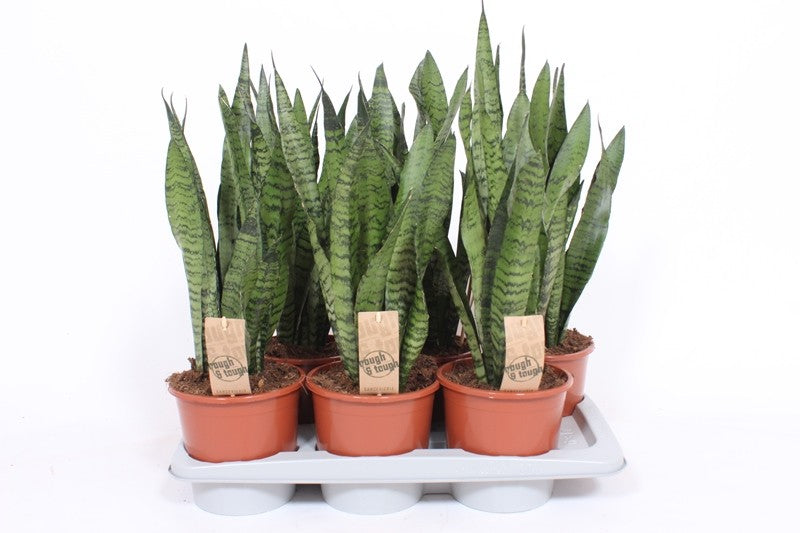 Fachjan BV Sansevieria Zeylanica Pack of 6