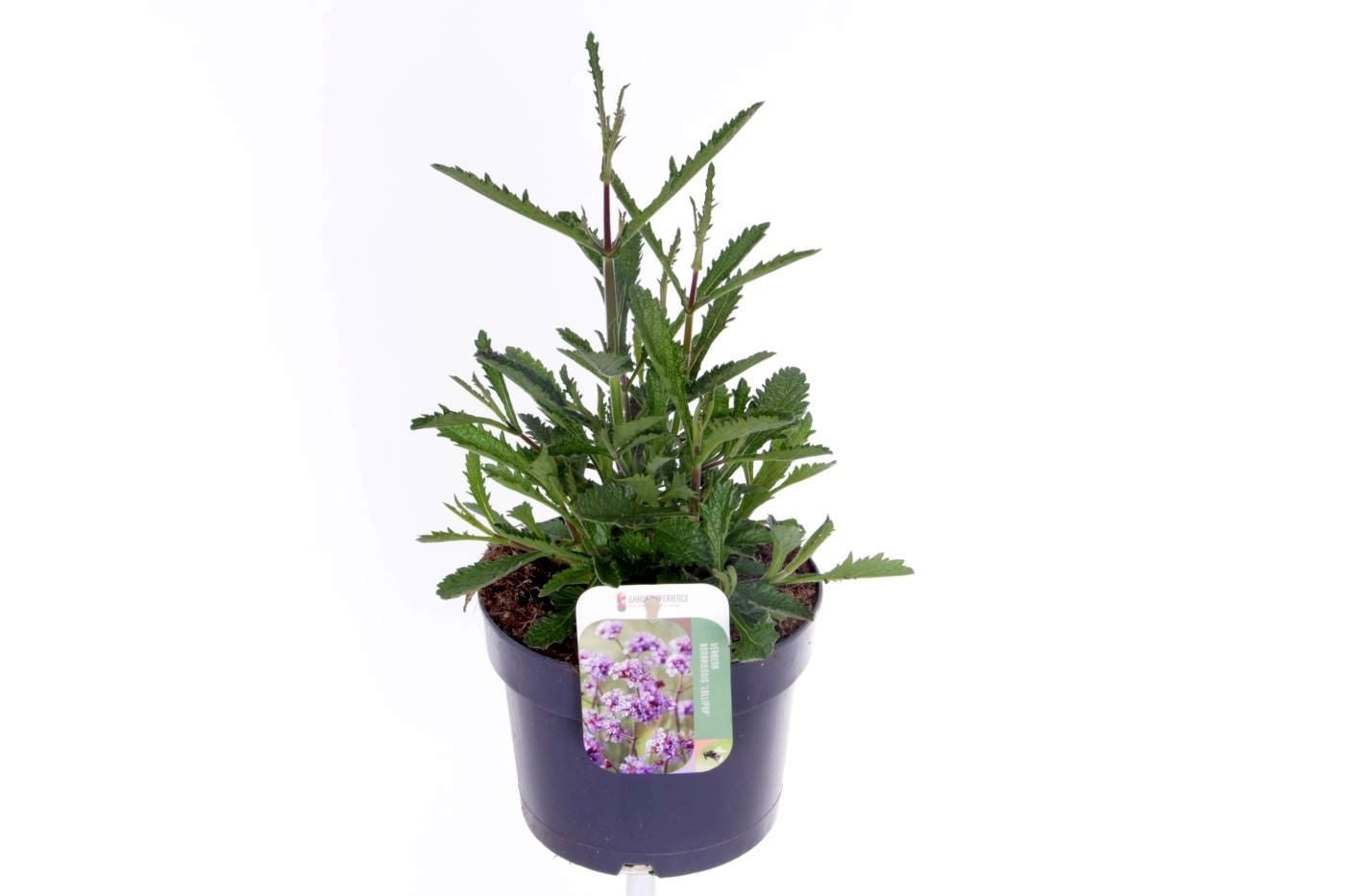 Verbena Lavender Spires 40cm 17cm Pot