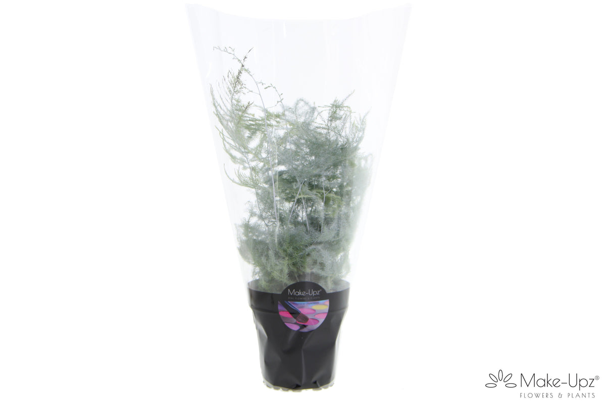 Asparagus setaceus 35cm 12cm Pot