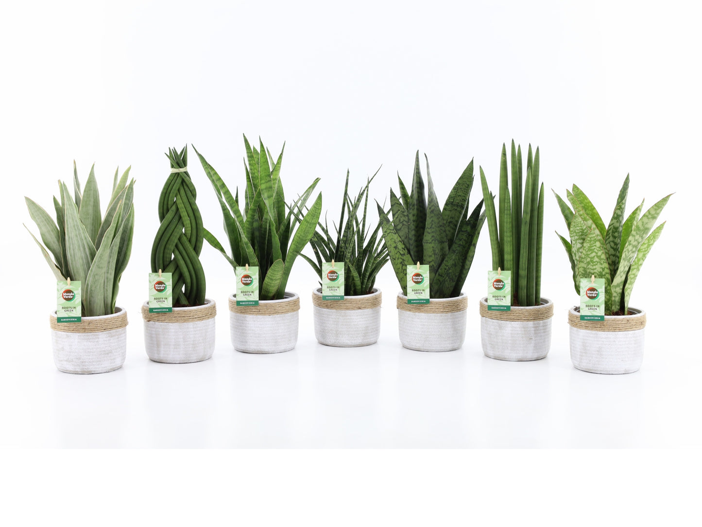 Foliage houseplants mix 35cm 13cm Pot