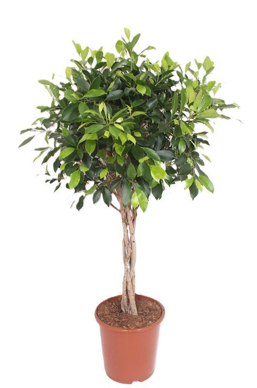 Ficus benjamina 120cm 27cm Pot