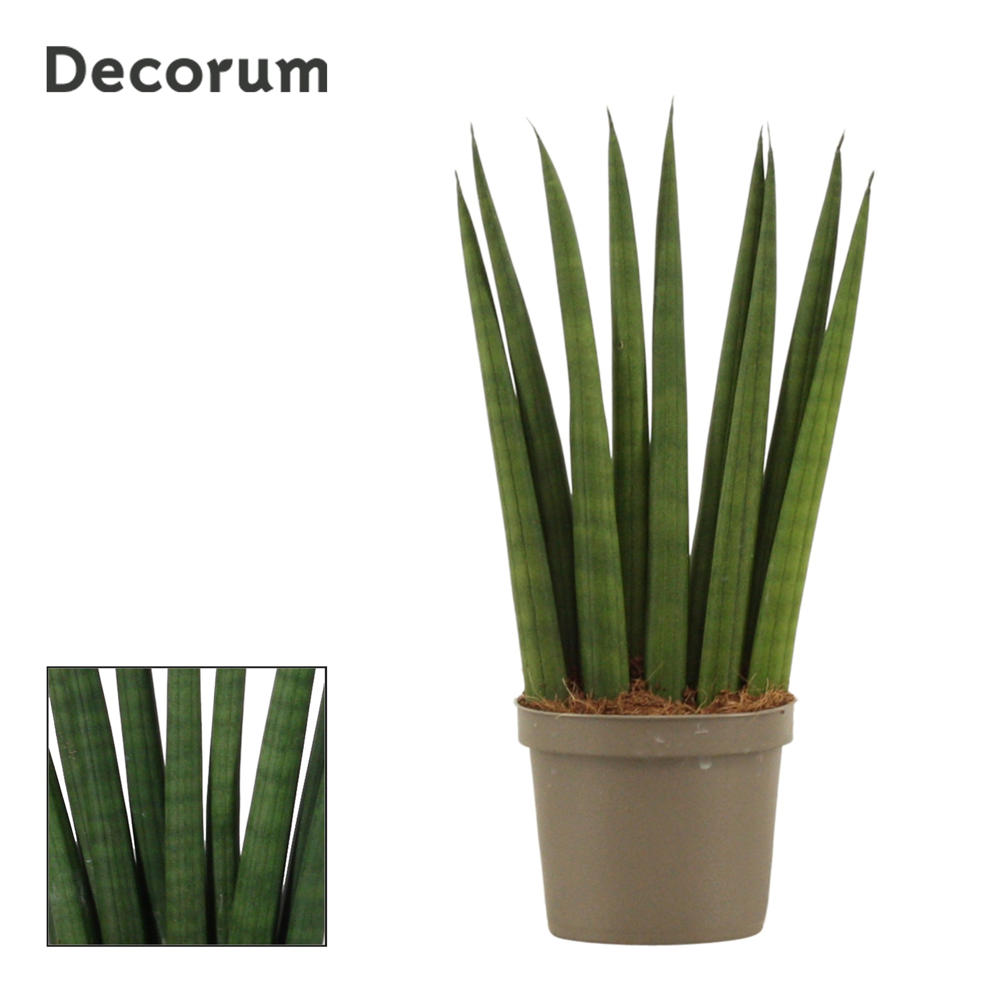 Duijn-Hove BV, kwekerij Sansevieria Cylindrica Fan Pack of 18
