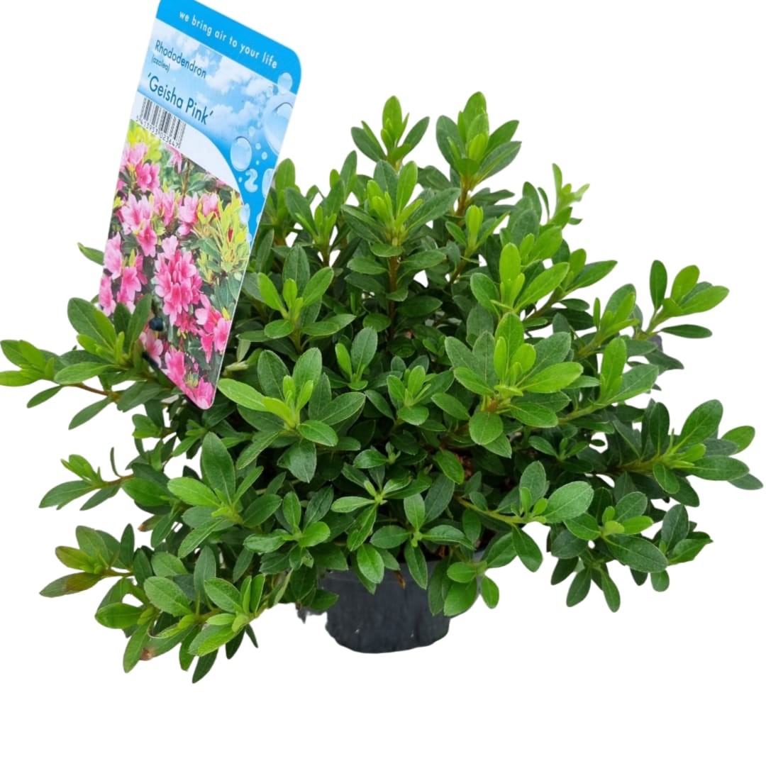 Rhododendron Geisha Pink 35cm 18cm Pot