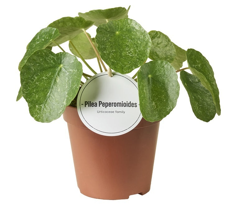Pilea 25cm 12cm Pot