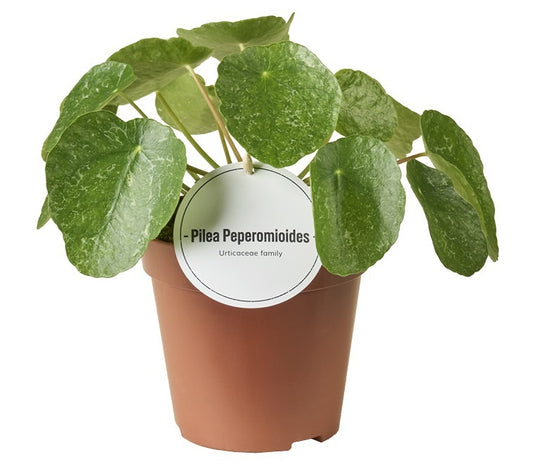 Pilea 25cm 12cm Pot