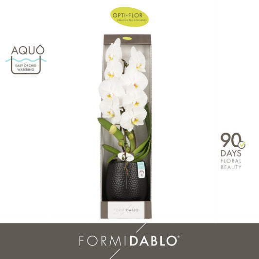 Phalaenopsis Formidablo white 70cm 12cm Pot