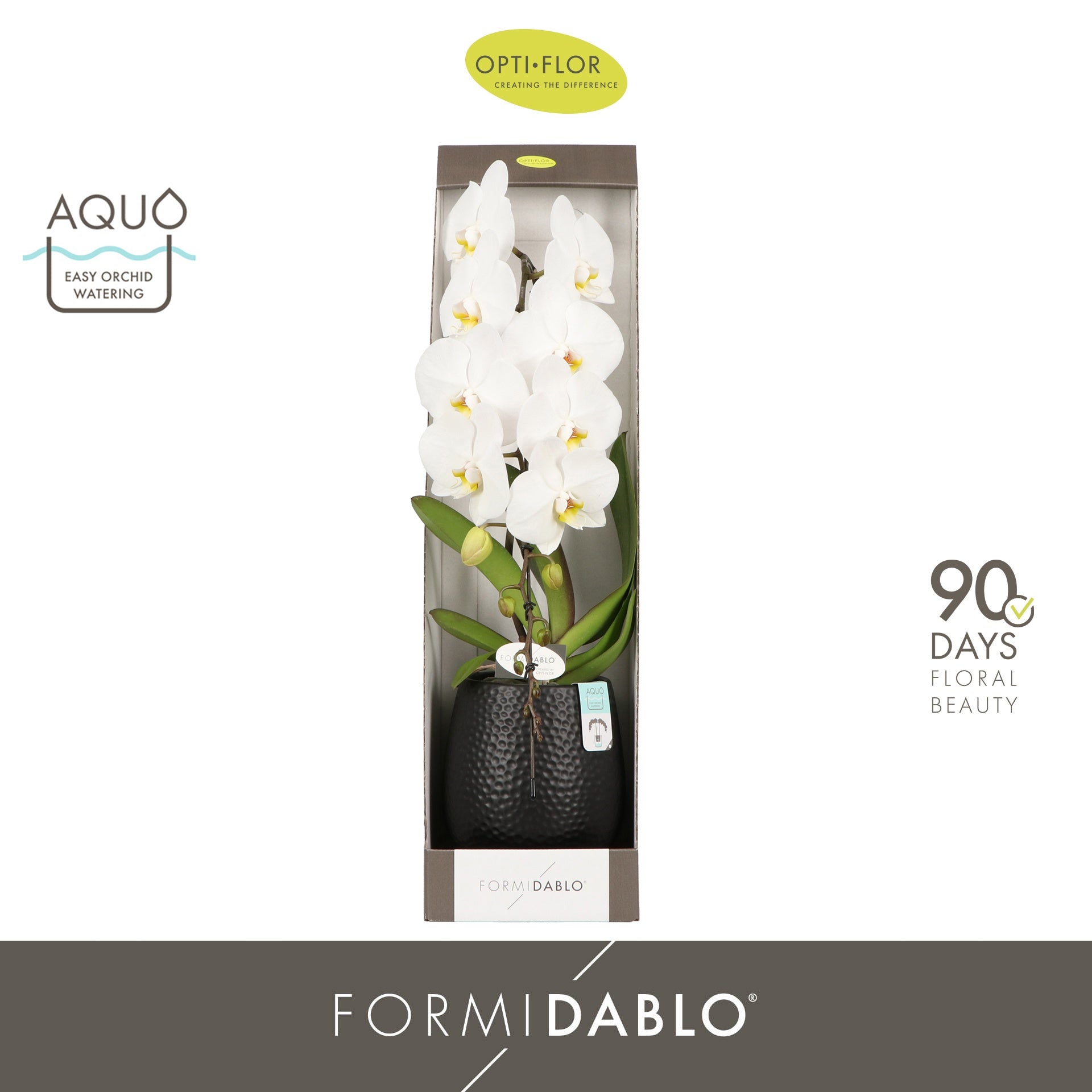 Phalaenopsis Formidablo NiagraFalls in Abruzzo pot 70cm 12cm Pot