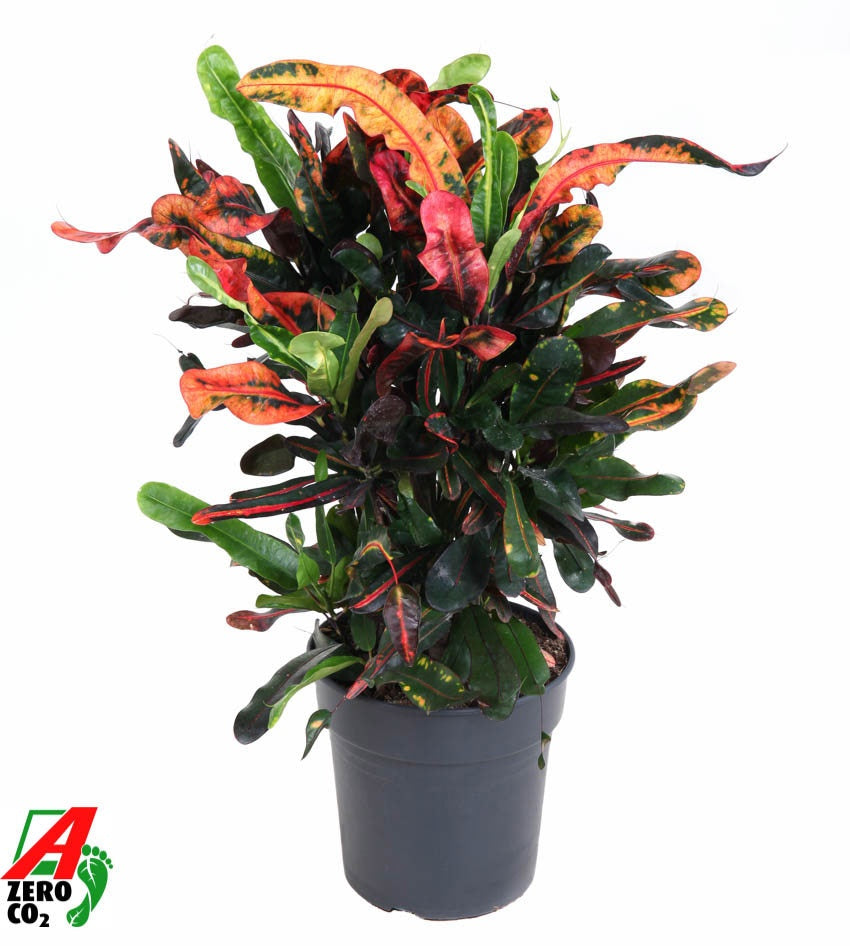 Codiaeum Mammi branched 70cm 21cm Pot