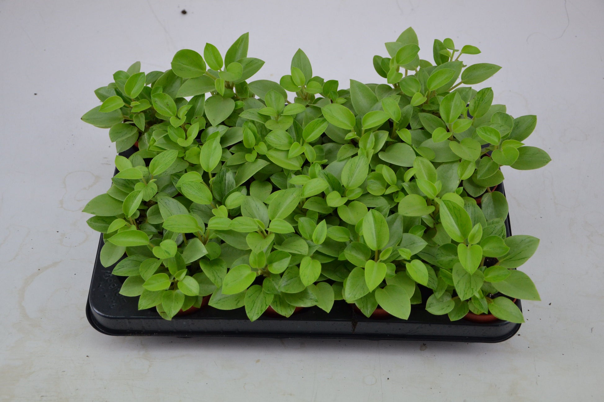 Schoenmakers Verkoop BV Peperomia Pixie Variegated Pack of 16