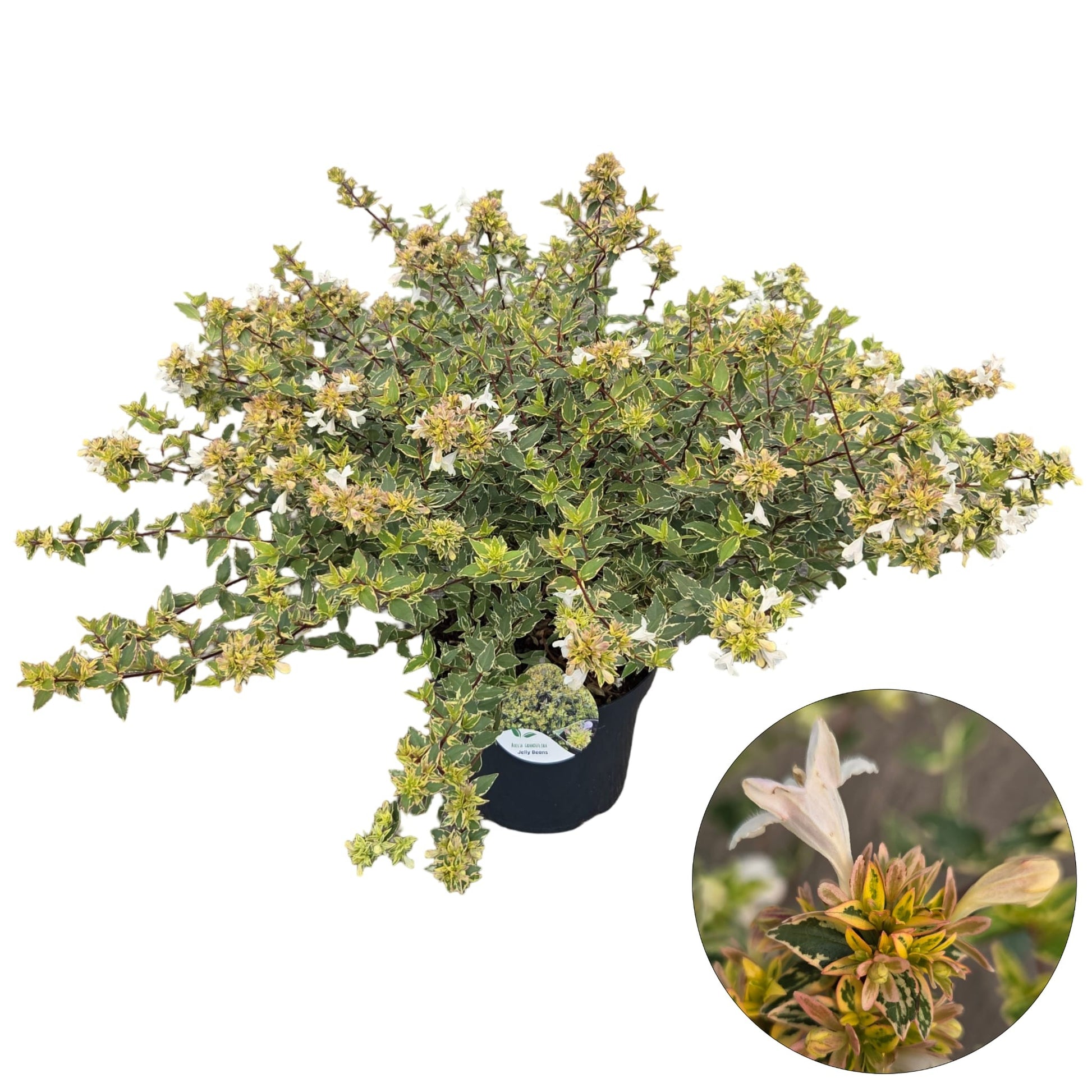 Abelia grandiflora Jelly Beans 60cm 26cm Pot