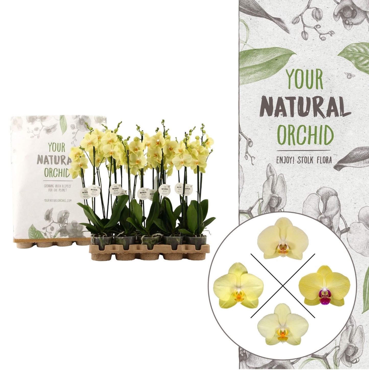 Phalaenopsis yellow 60cm 12cm Pot