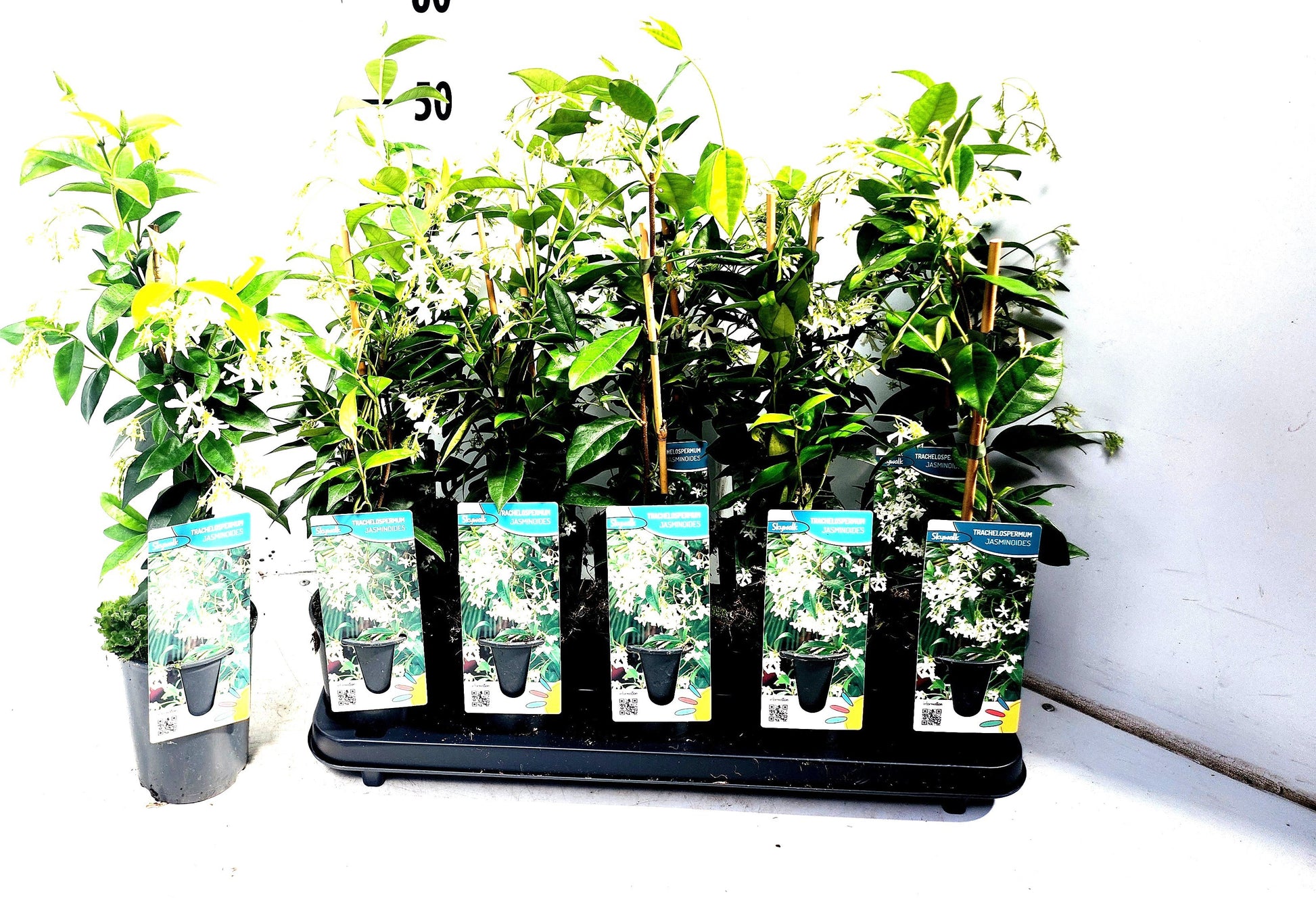 Trachelospermum jasminoides 50cm 12cm Pot