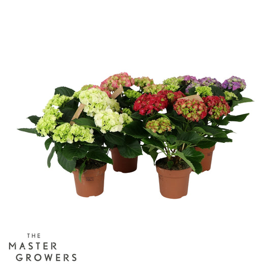 Hydrangea macrophylla mix 40cm 14cm Pot