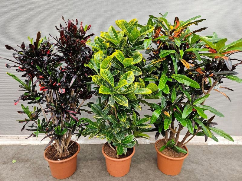 Codiaeum mix 170cm 40cm Pot