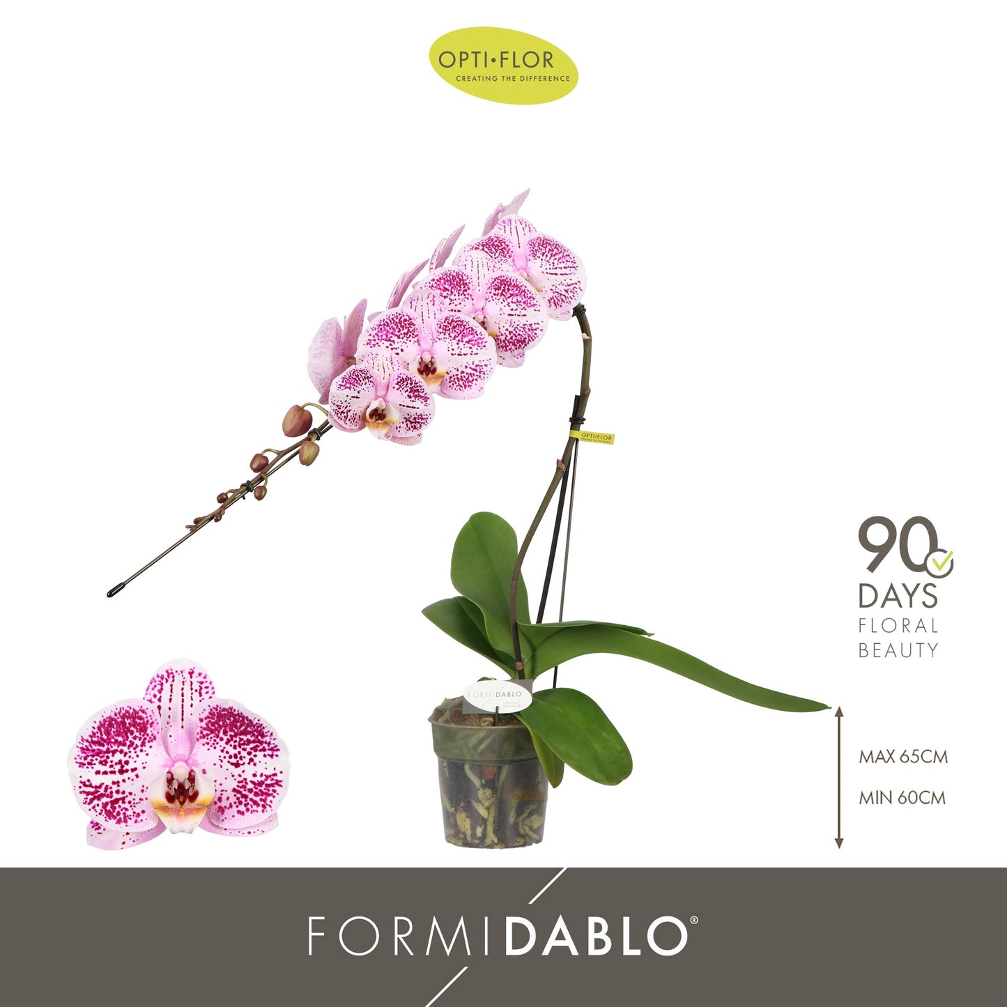 Phalaenopsis Iguaza Falls 60cm 12cm Pot