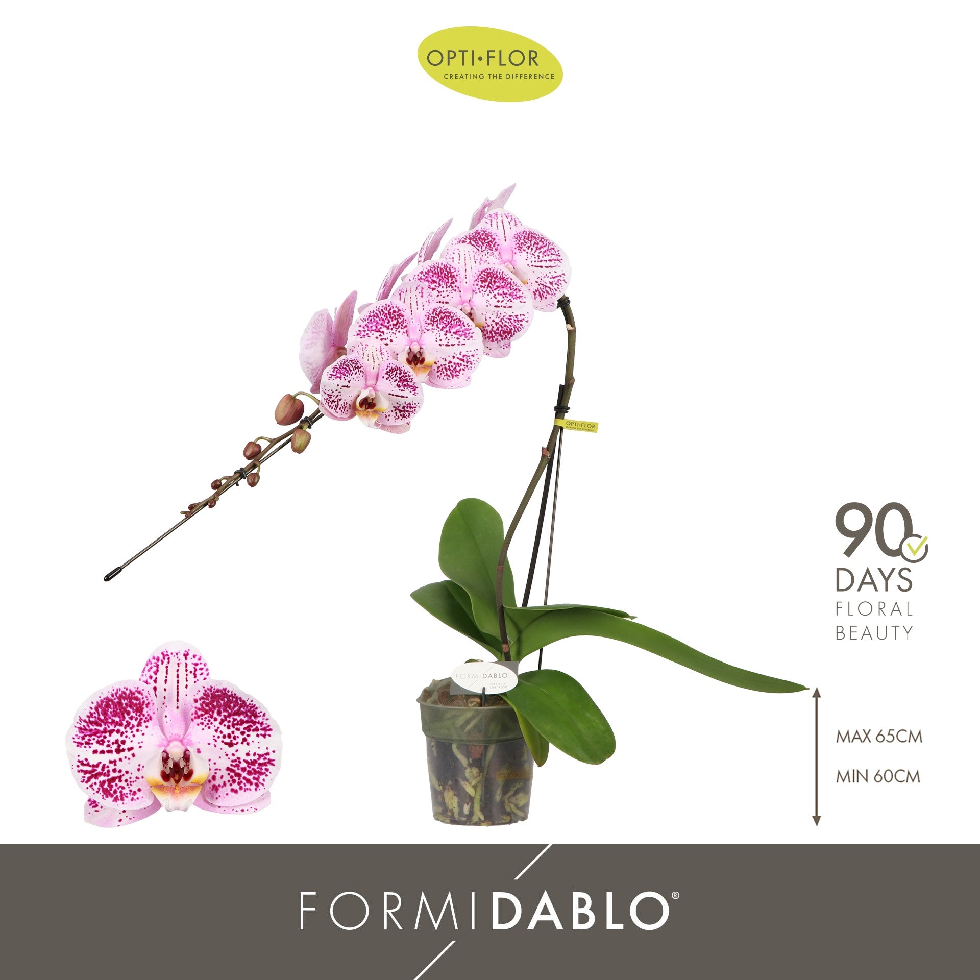 Phalaenopsis Iguaza Falls 60cm 12cm Pot