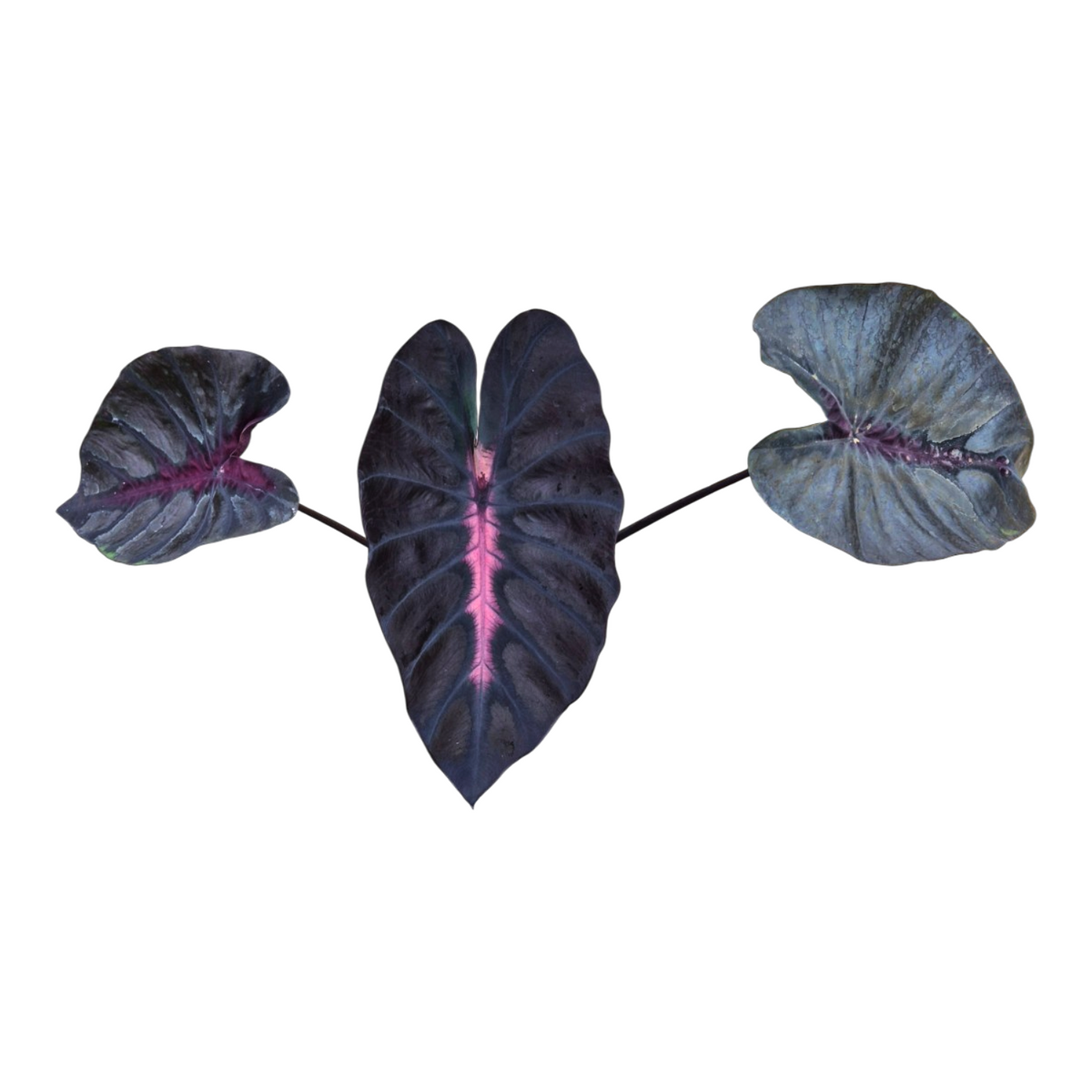 Colocasia Pharaohs Mask 40cm 13cm Pot