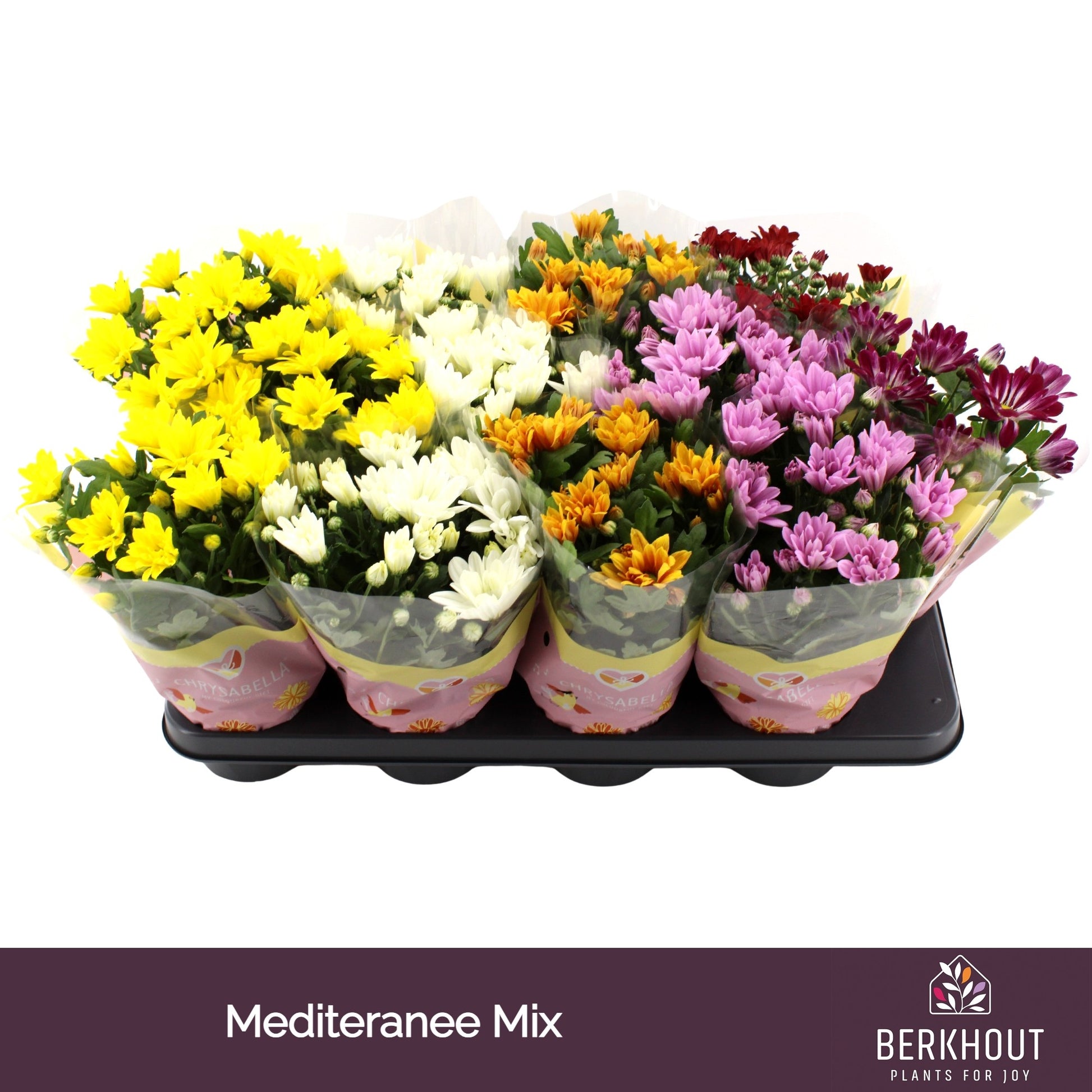 Chrysanthemum mix 27cm 12cm Pot
