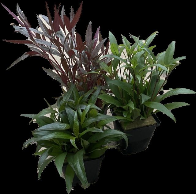Aquarium plant mix 15cm 9cm Pot