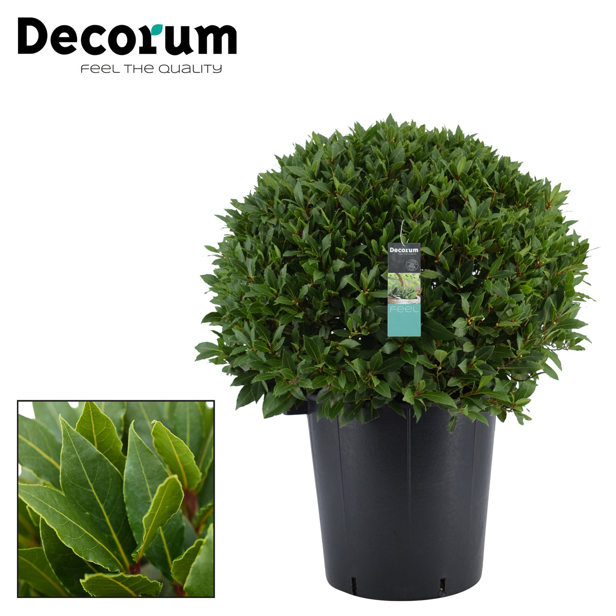 Laurus nobilis 100cm 40cm Pot