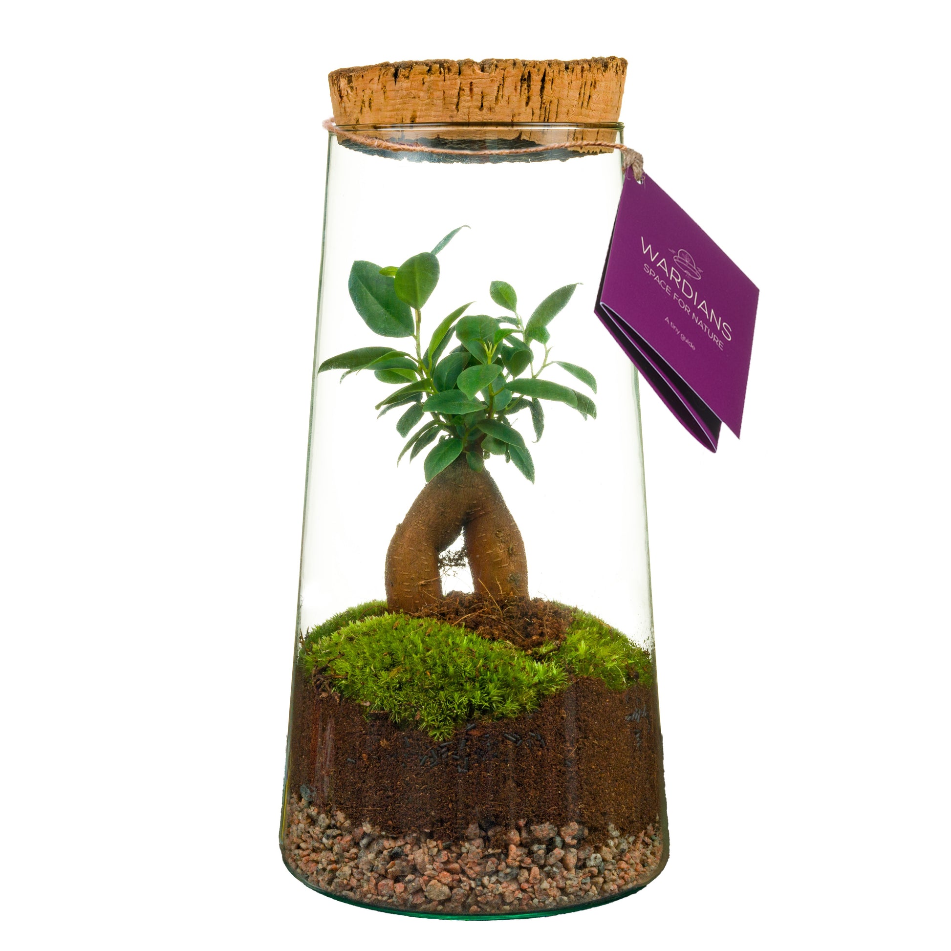arr. Terrarium 30cm 17cm Pot