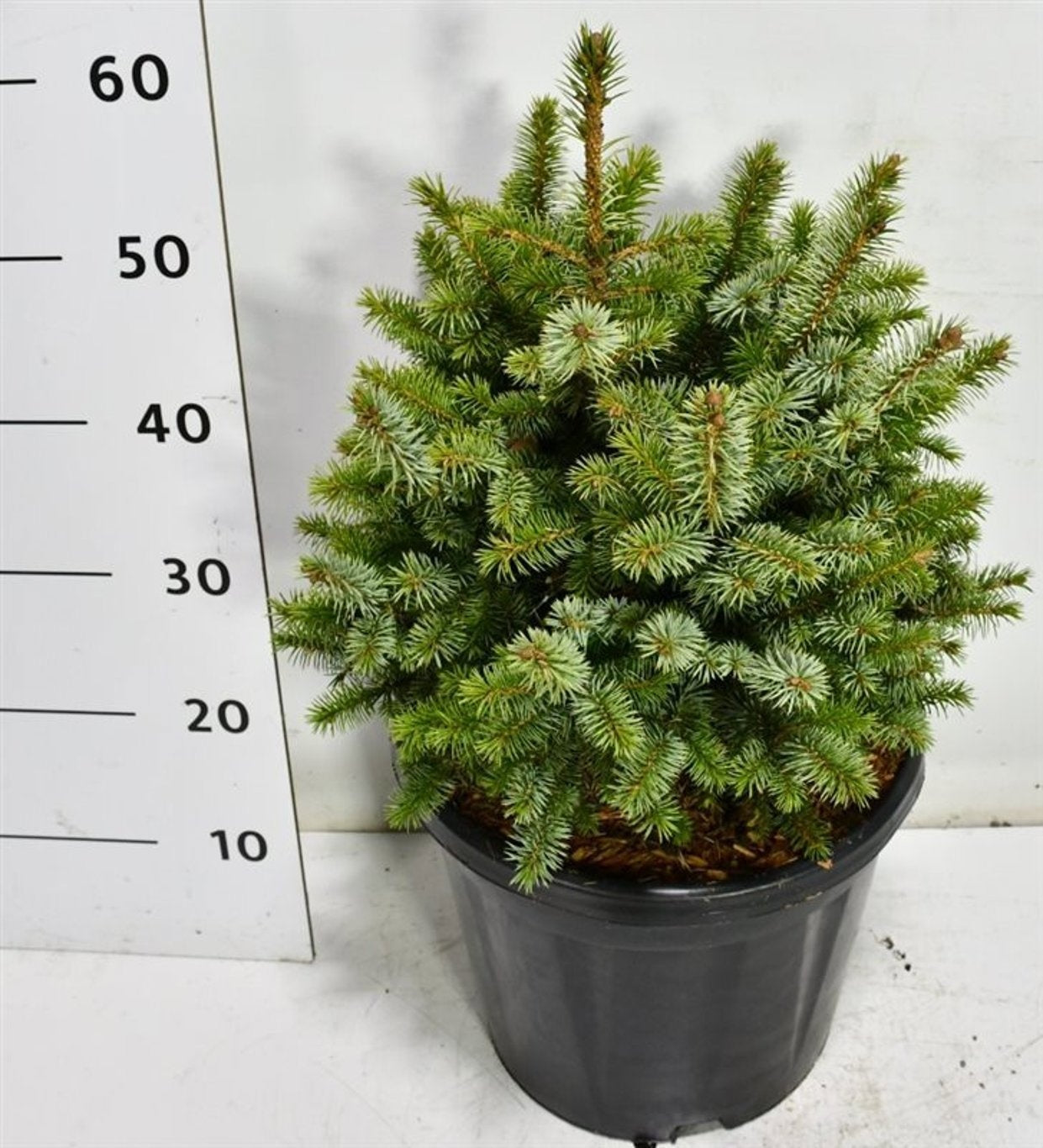 Picea sit. Tenas 70cm 32cm Pot