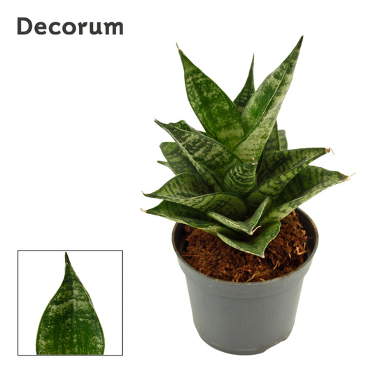 Sansevieria 12cm 6cm Pot