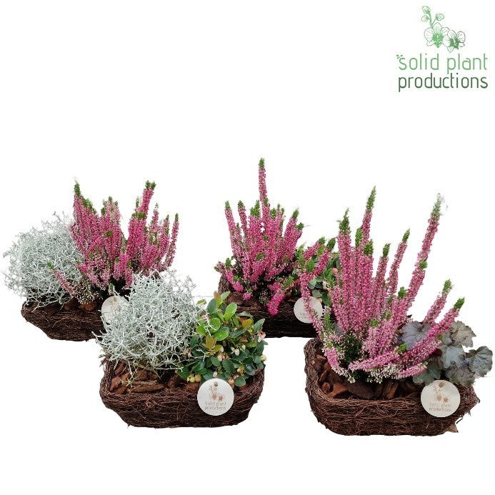 Outdoor arrangement 35cm 24cm Pot