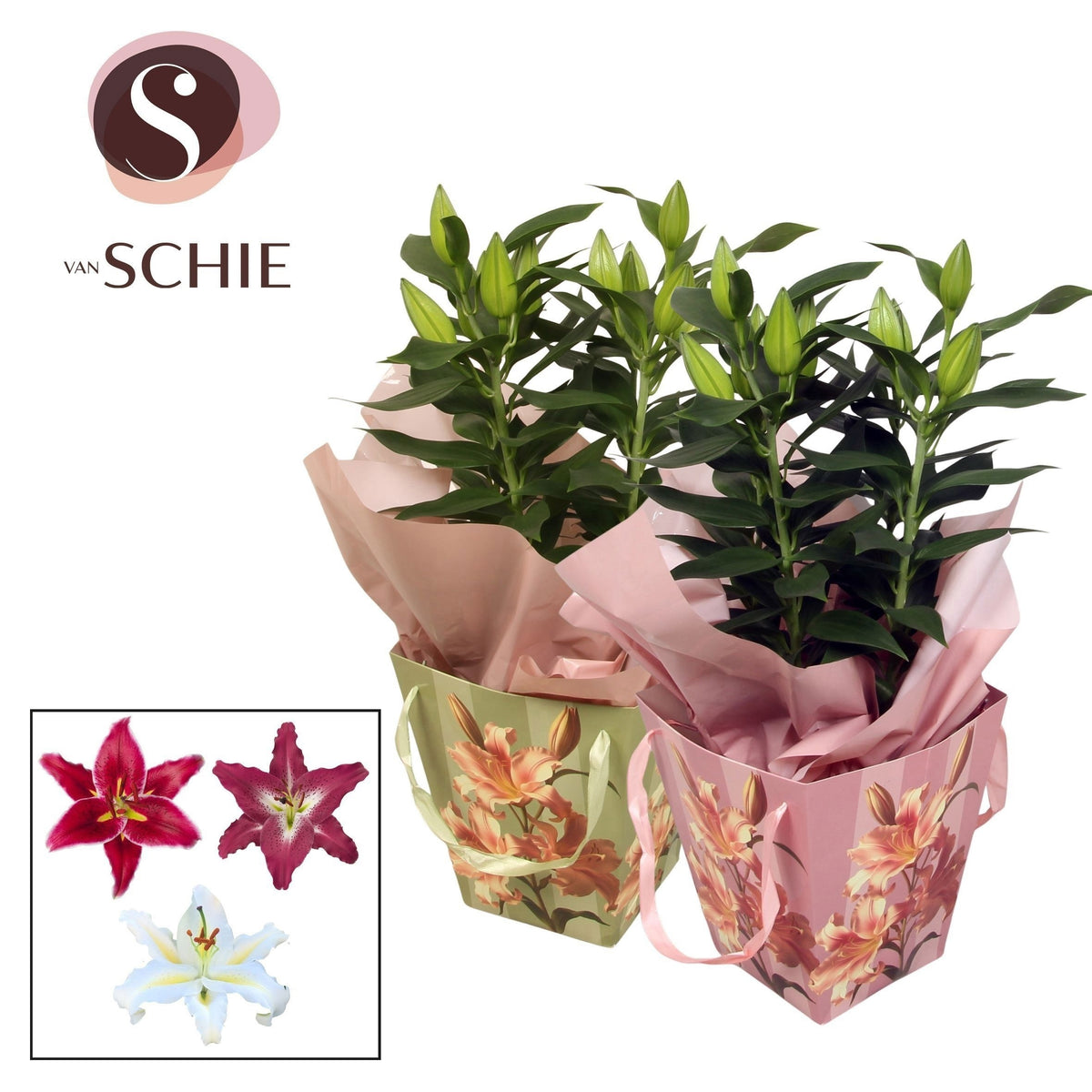 Lilium oriental mix 50cm 17cm Pot