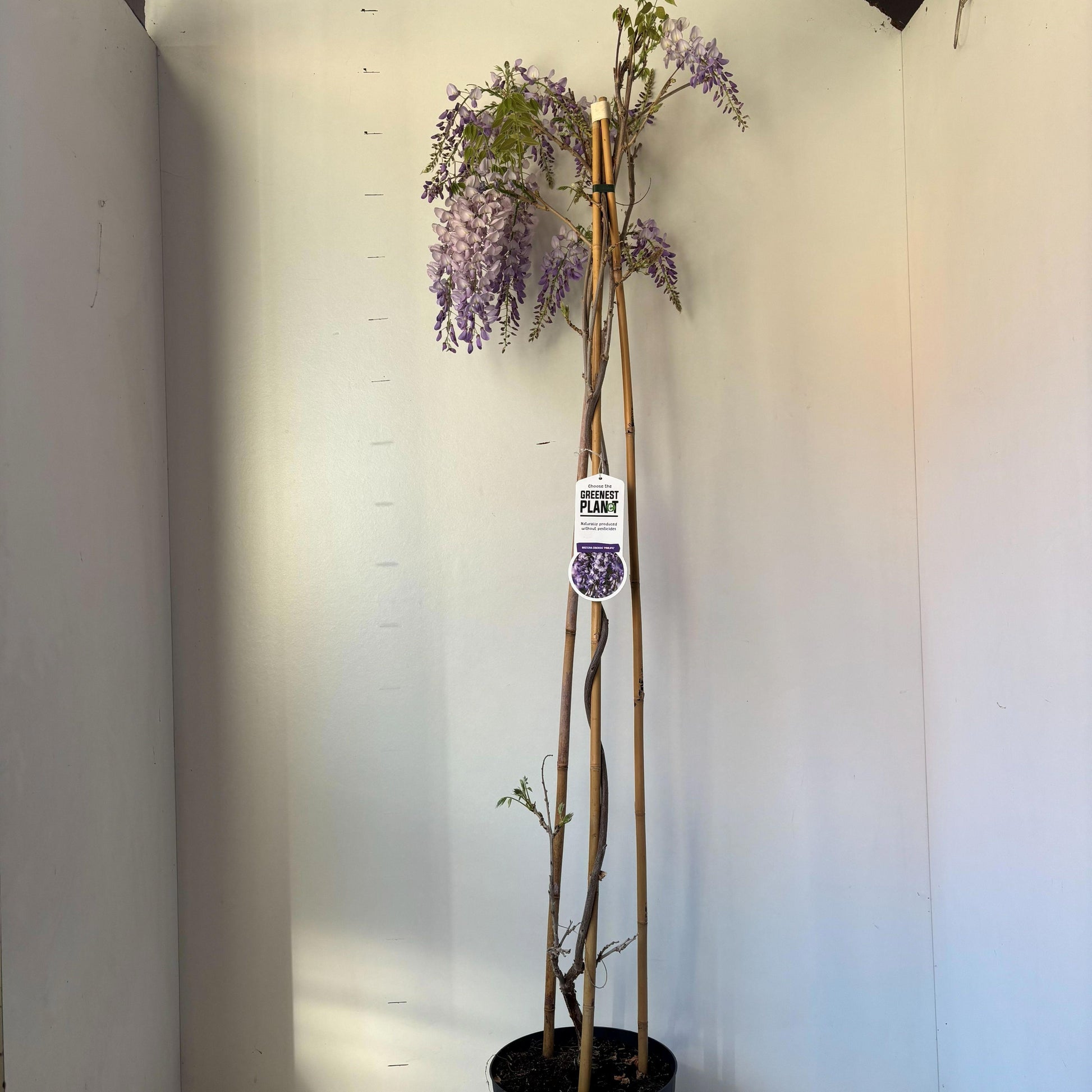 Wisteria Prolific 150cm 26cm Pot