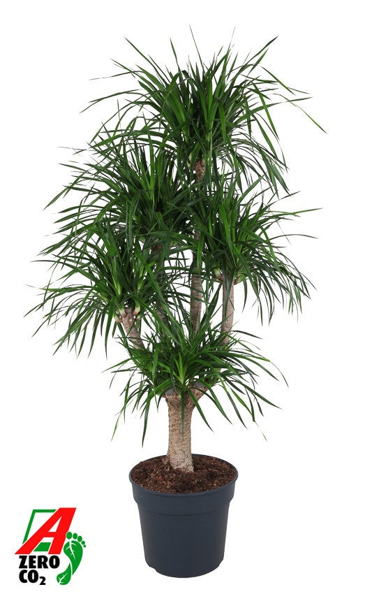 Dracaena reflexa 200cm 40cm Pot