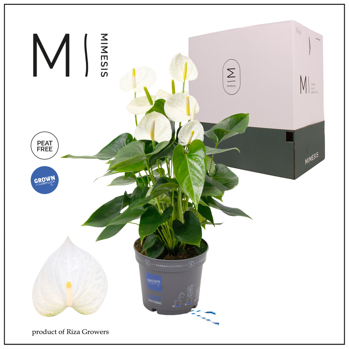 Anthurium Karma White 50cm 17cm Pot