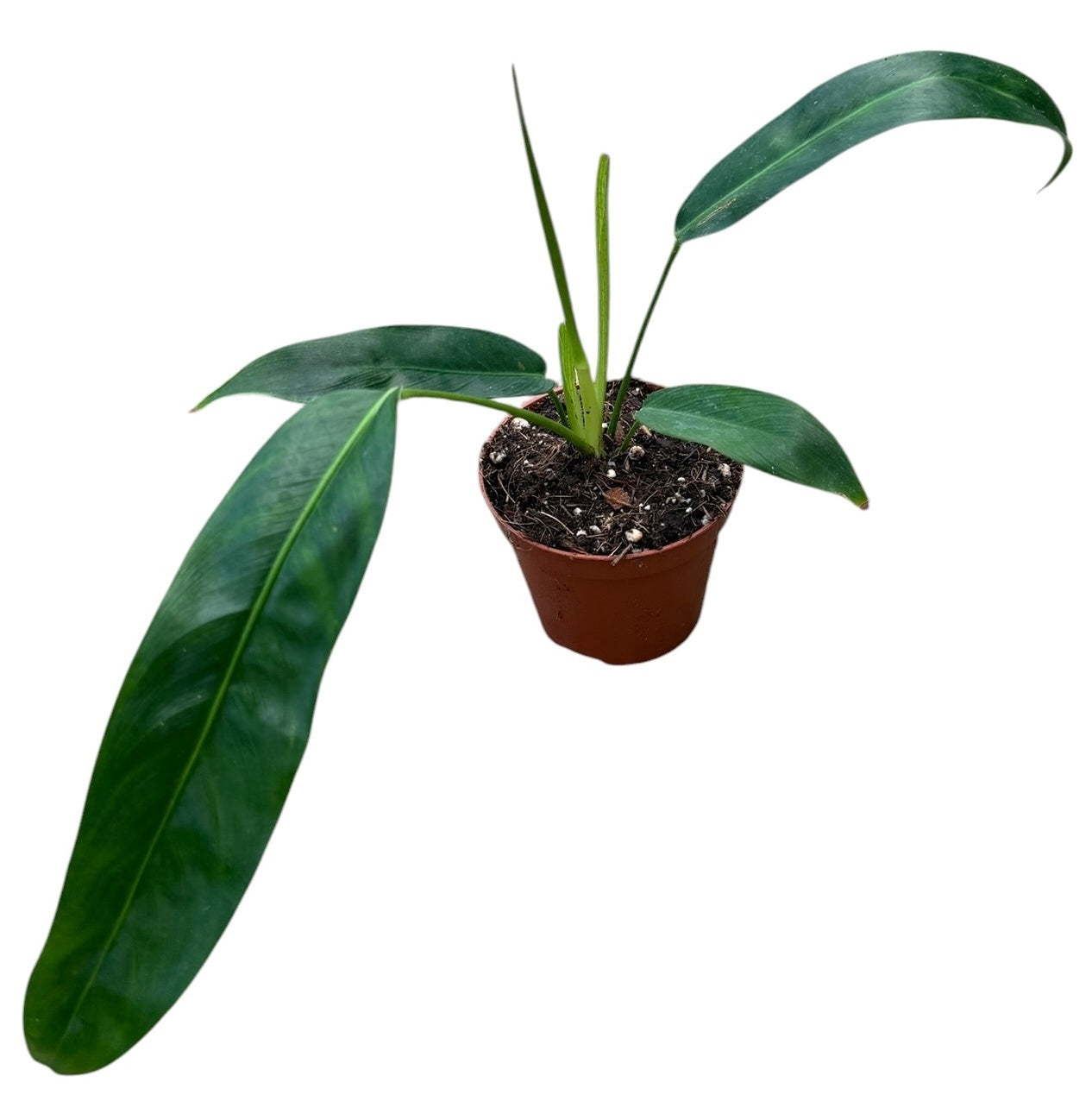 Philodendron scandens 20cm 10.5cm Pot