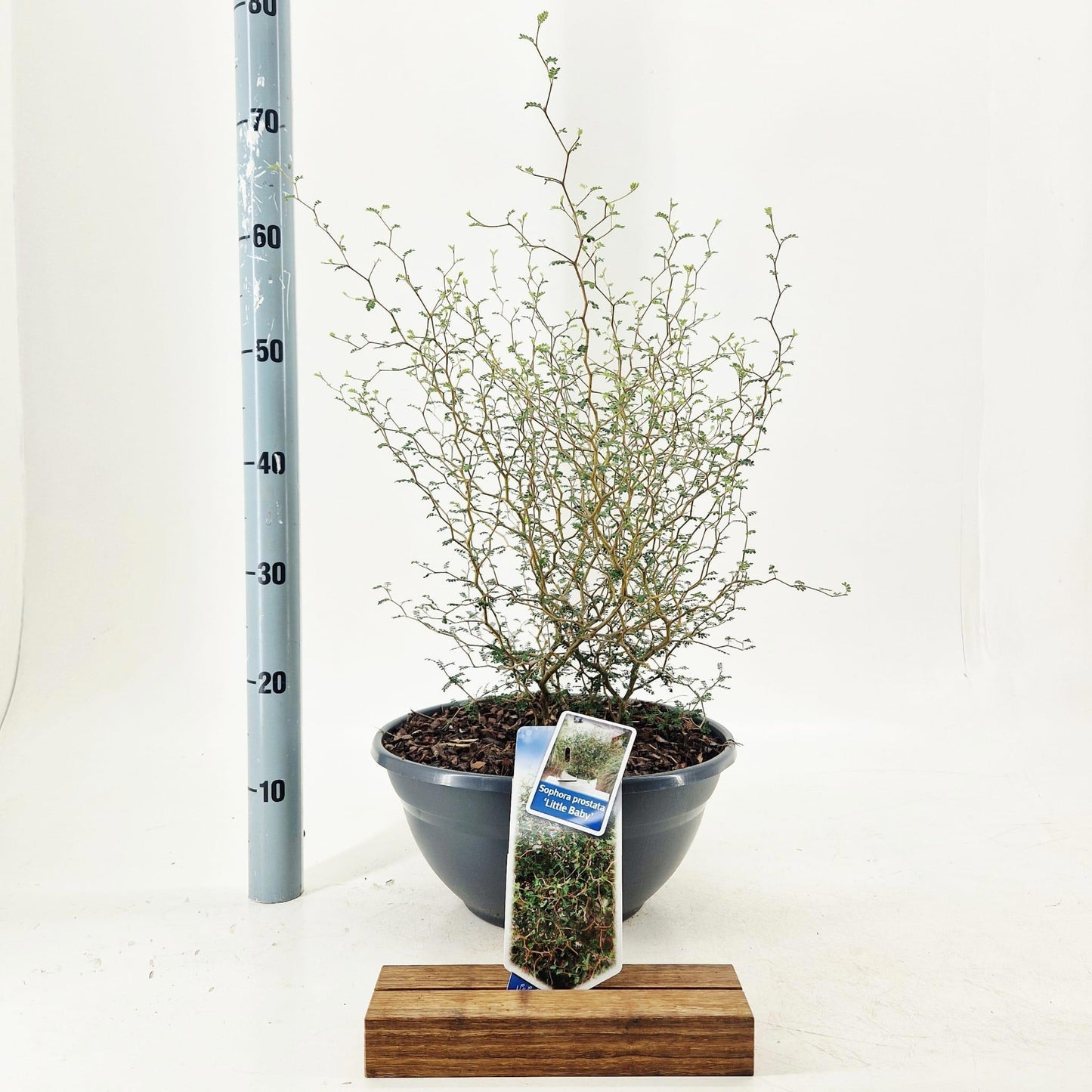 Sophora pros. Little Baby 65cm 33cm Pot