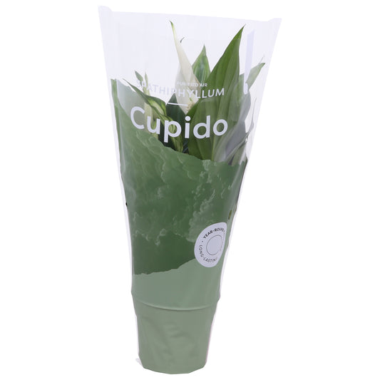 Spathiphyllum Pearl Cupido 35cm 9cm Pot