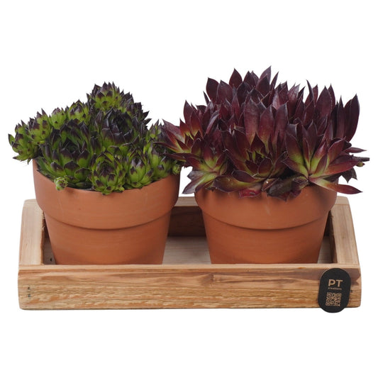 arr. Sempervivum 13cm 21cm Pot