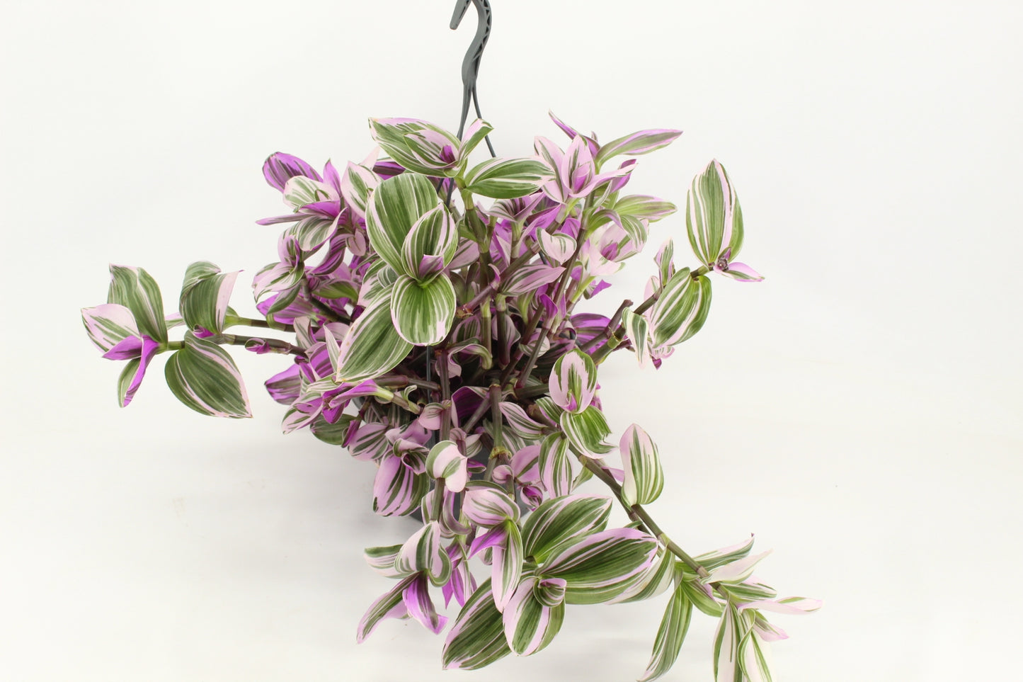 Tradescantia Nanouk 40cm 23cm Pot