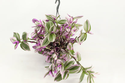 Tradescantia Nanouk 40cm 23cm Pot
