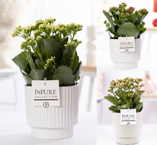 Kalanchoe Rosalina mix 27cm 12cm Pot